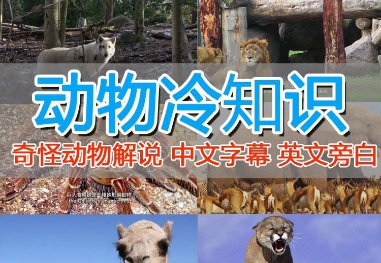 外面卖1699的国外纪录片解说（动物解说、美食、动画片）稳过中视频-微众资源