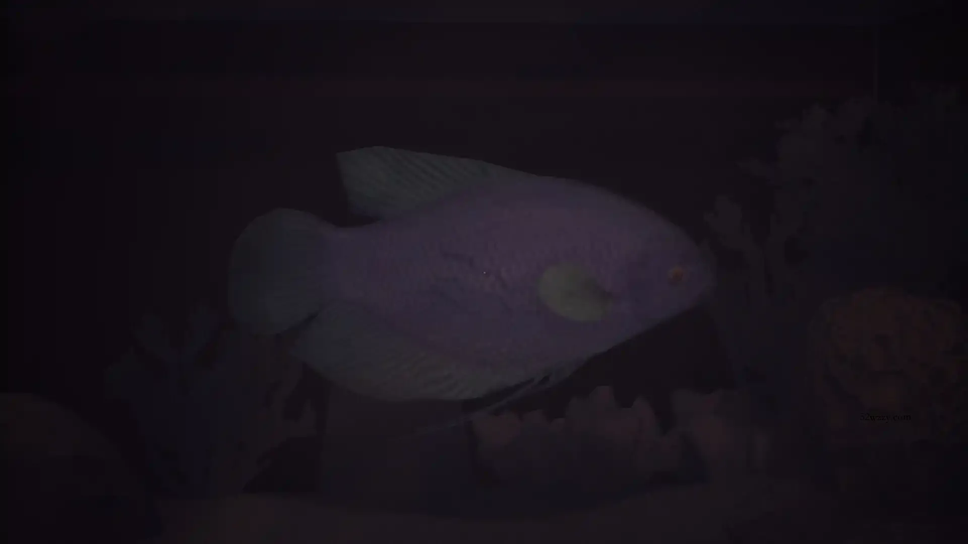 哈鲁：金鱼/Halu - The Fish-微众资源